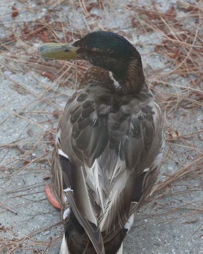 photo of Mallard (Anas platyrhynchos)