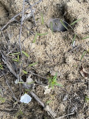 Stylisma patens angustifolia