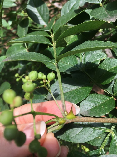 Zanthoxylum simulans — leaf