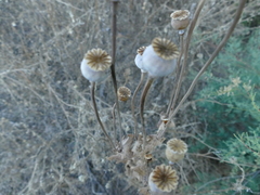 Papaver somniferum