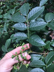 Zanthoxylum simulans