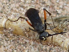 Ceropales bipunctata