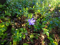 Vinca major
