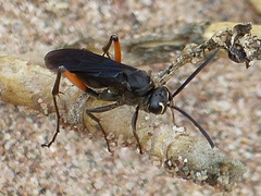 Ceropales bipunctata