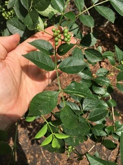 Zanthoxylum simulans