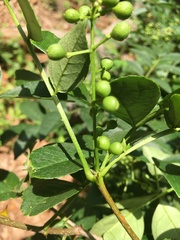 Zanthoxylum simulans