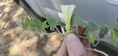 Calystegia malacophylla malacophylla