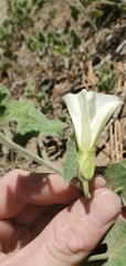 Calystegia malacophylla malacophylla