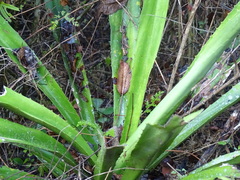 Furcraea guerrerensis