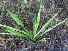 Furcraea guerrerensis