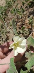 Calystegia malacophylla malacophylla