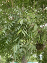 Sapindus mukorossi