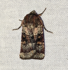 Abagrotis pulchrata