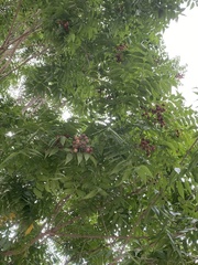 Sapindus mukorossi