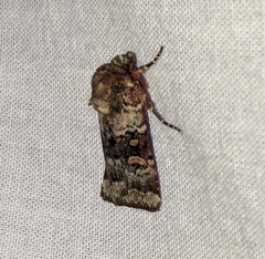 Abagrotis pulchrata
