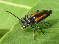 Strangalepta abbreviata