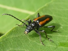 Strangalepta abbreviata