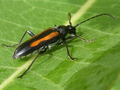 Strangalepta abbreviata