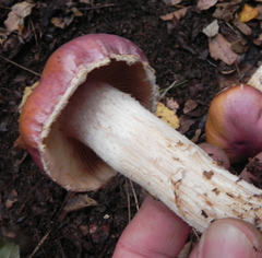 Cortinarius lebre