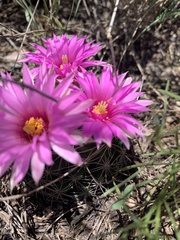Mammillaria wrightii wrightii