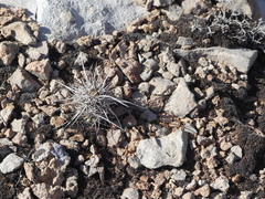 Echinocereus engelmannii