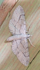 Eupithecia unicolor