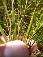 Dichanthelium neuranthum