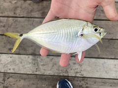 Chloroscombrus chrysurus