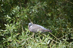 Columba palumbus