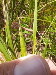 Dichanthelium neuranthum