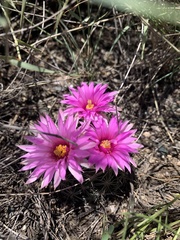 Mammillaria wrightii wrightii