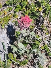 Castilleja parviflora