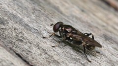 Chalcosyrphus nemorum