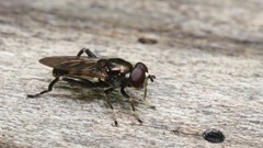 Chalcosyrphus nemorum