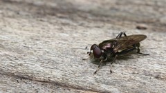 Chalcosyrphus nemorum