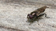 Chalcosyrphus nemorum