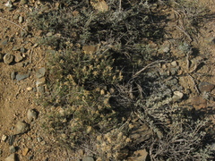 Chrysothamnus depressus