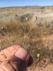 Gutierrezia sphaerocephala