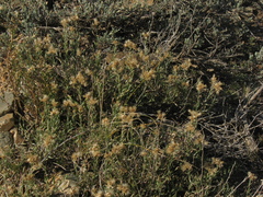 Chrysothamnus depressus