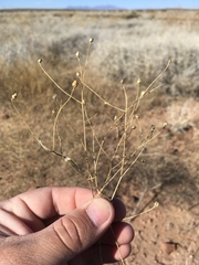 Gutierrezia sphaerocephala