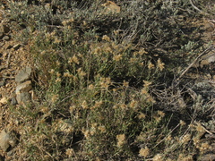 Chrysothamnus depressus