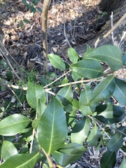 Eugenia uruguayensis