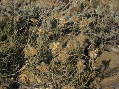 Chrysothamnus depressus