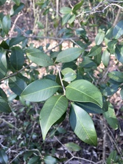 Eugenia uruguayensis