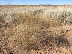 Gutierrezia sphaerocephala