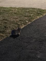 Sylvilagus floridanus