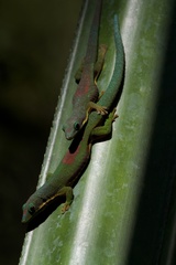 Phelsuma lineata