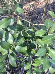 Eugenia uruguayensis