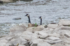 Branta canadensis