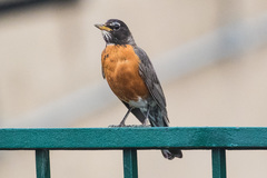 Turdus migratorius